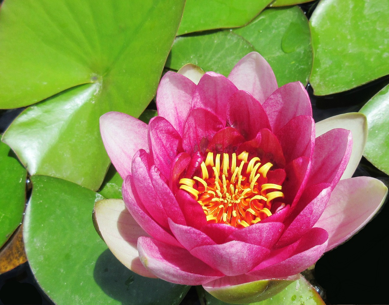 water lily nature summer free photo