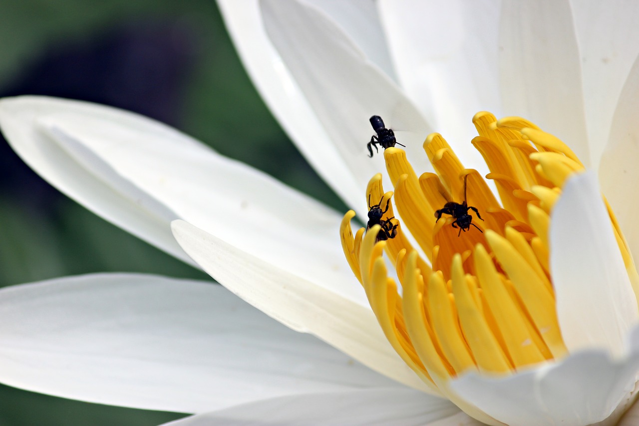 water lily lily flower free photo