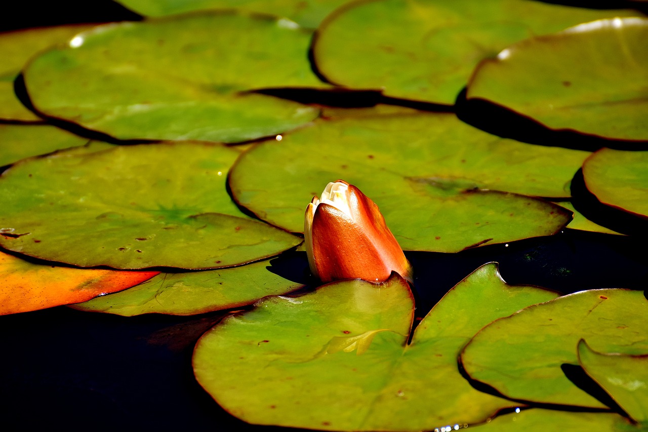 water lily water plant free photo