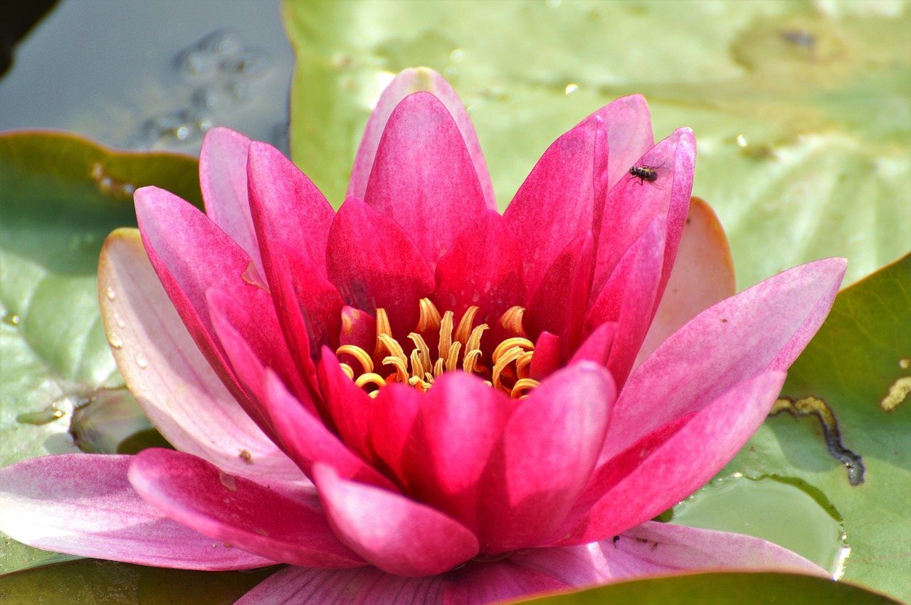 water lily rose flower free photo