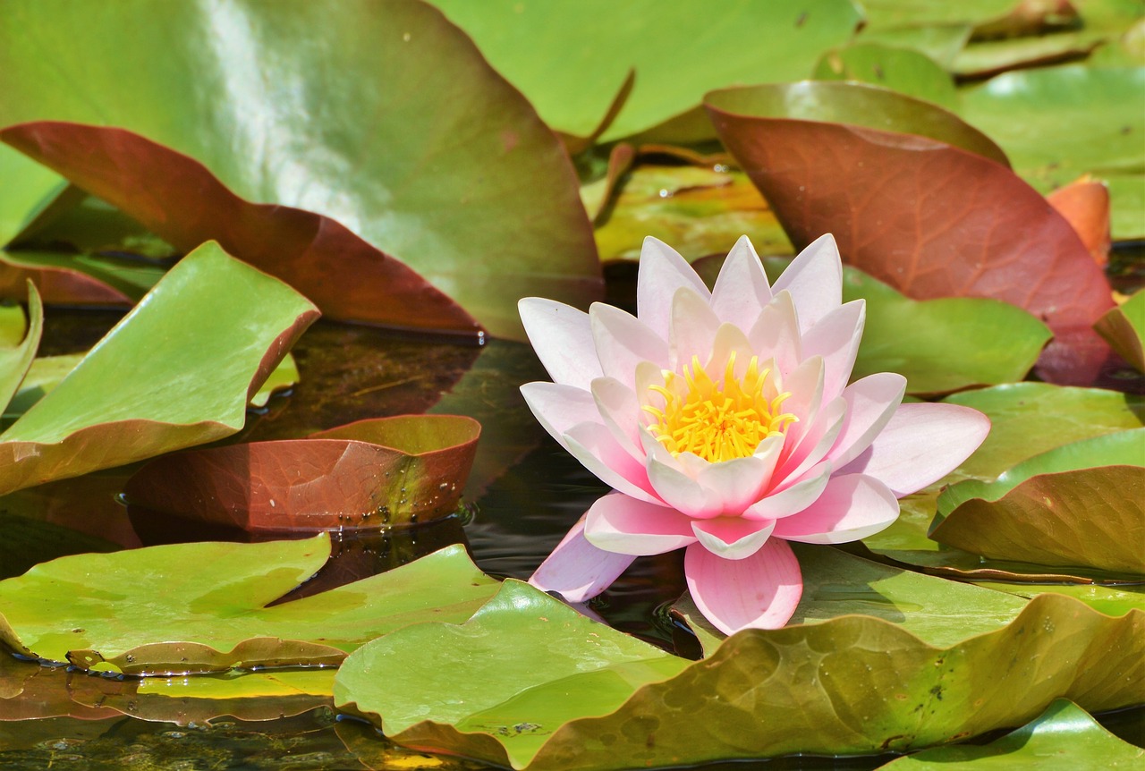 water lily rose flower free photo