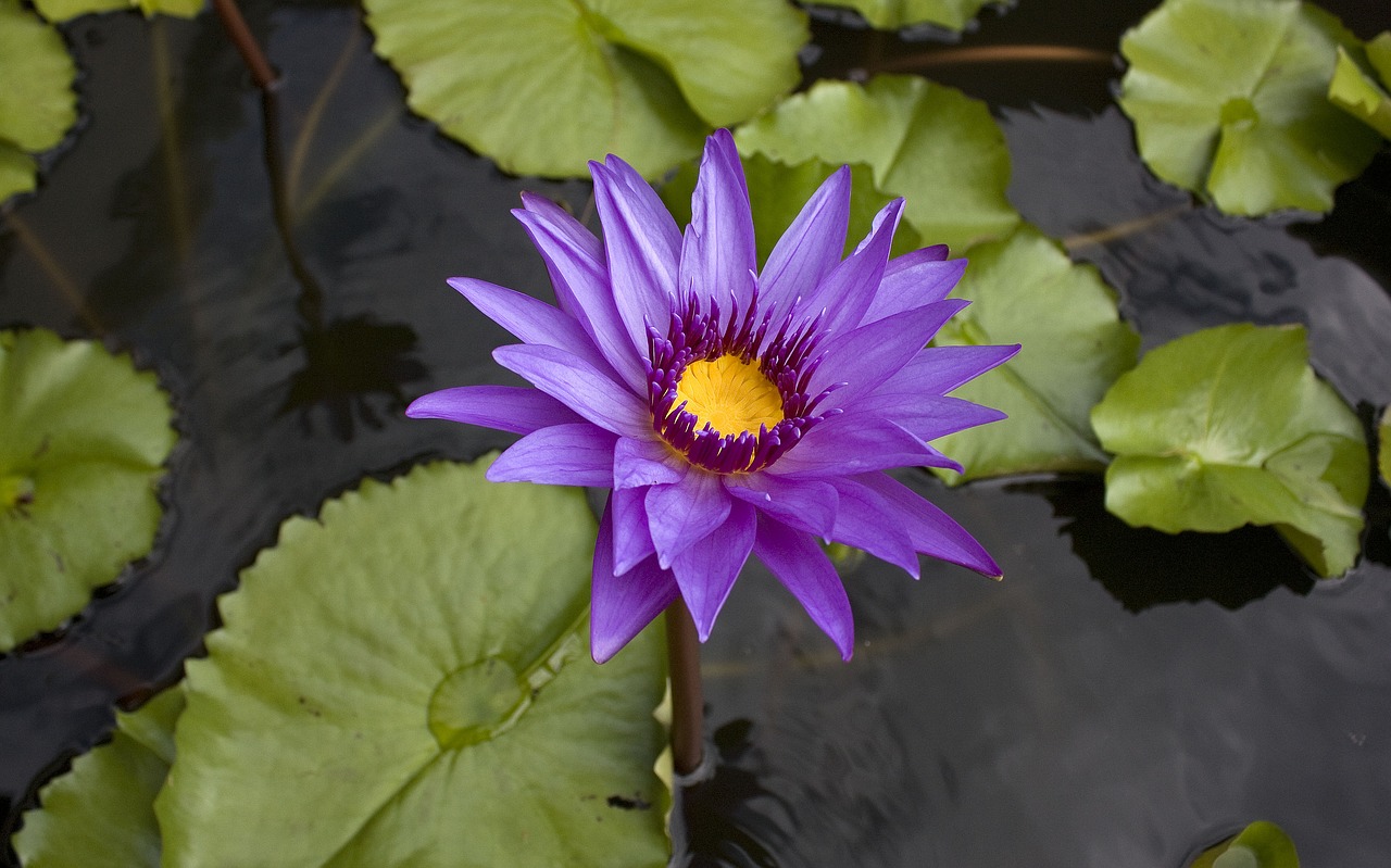 water lily thailand flower free photo