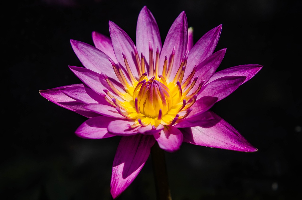 water lily pretty purple water lily waterlily free photo