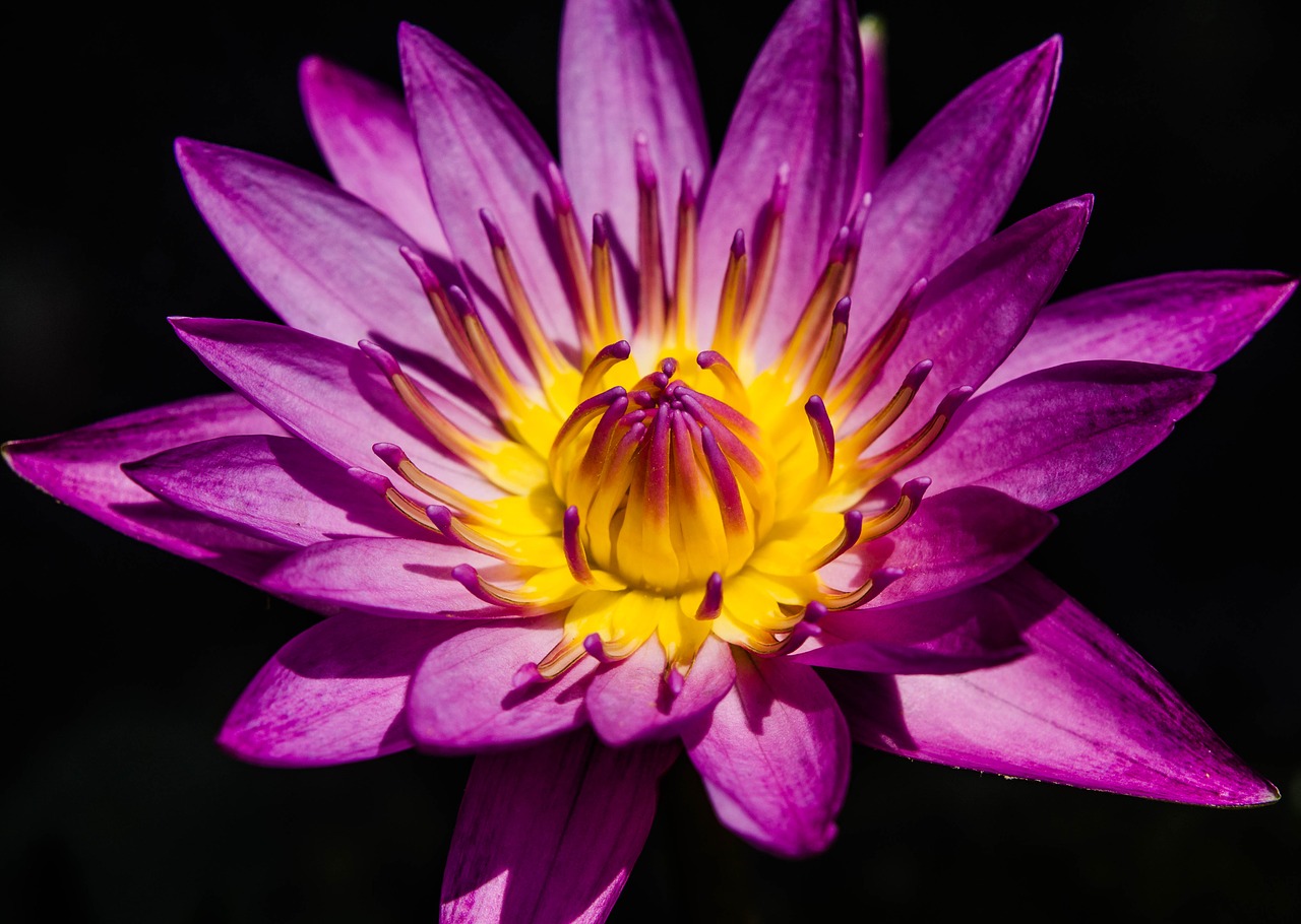 water lily pretty purple water lily waterlily free photo