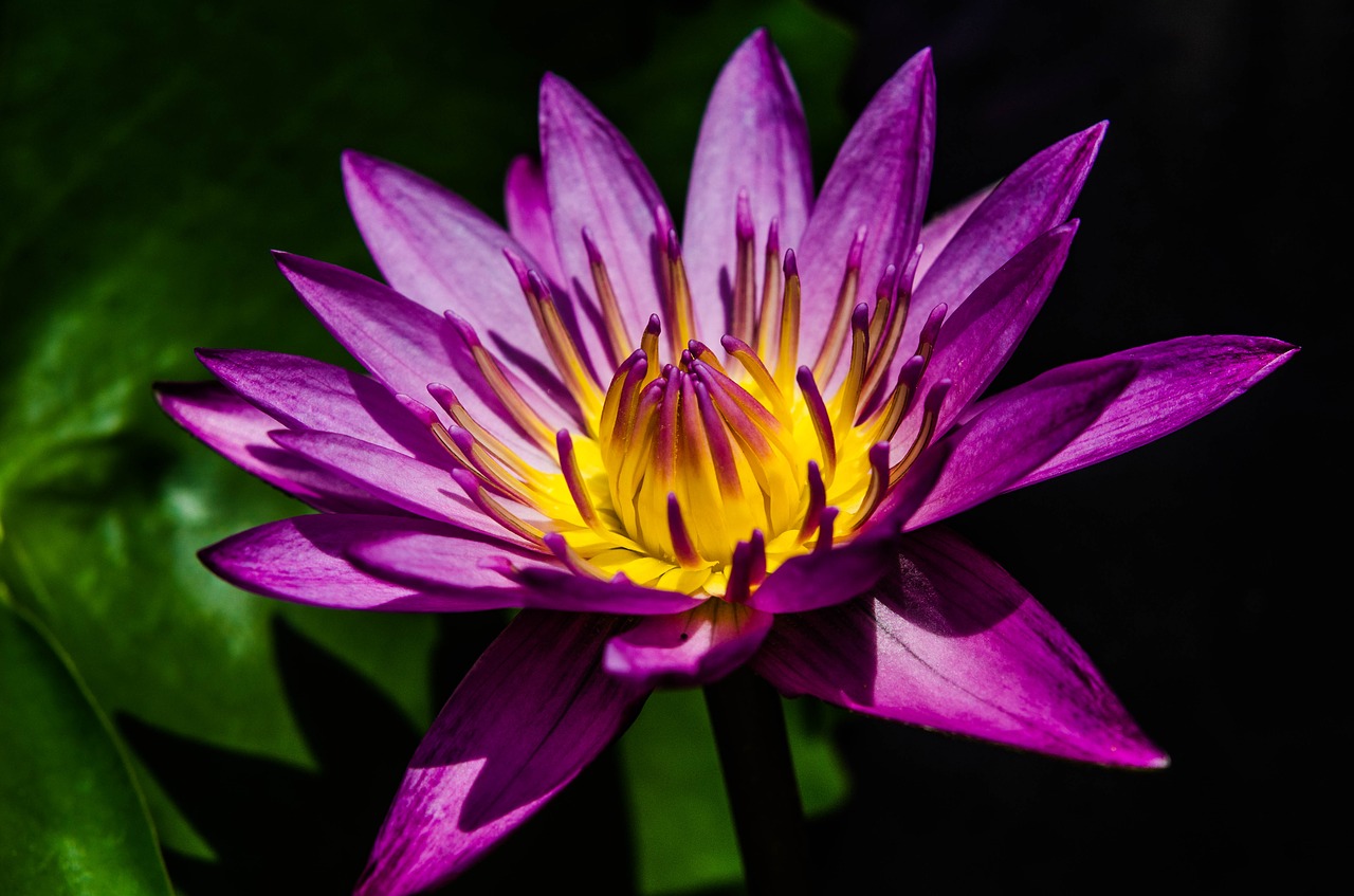 water lily pretty purple water lily waterlily free photo