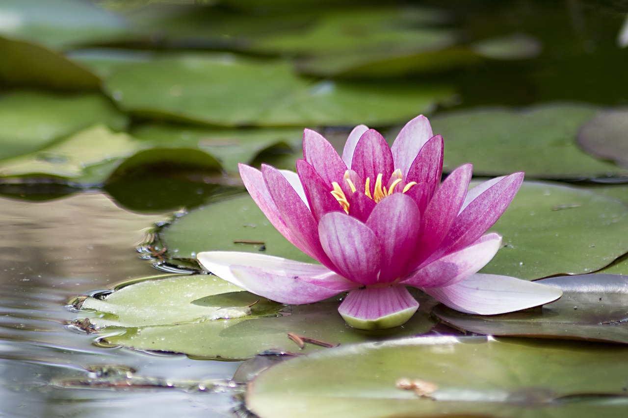 water lily pink pink water lily free photo