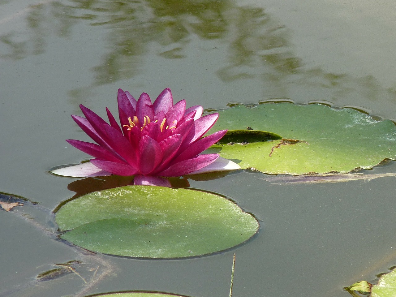 water lily pond nature free photo