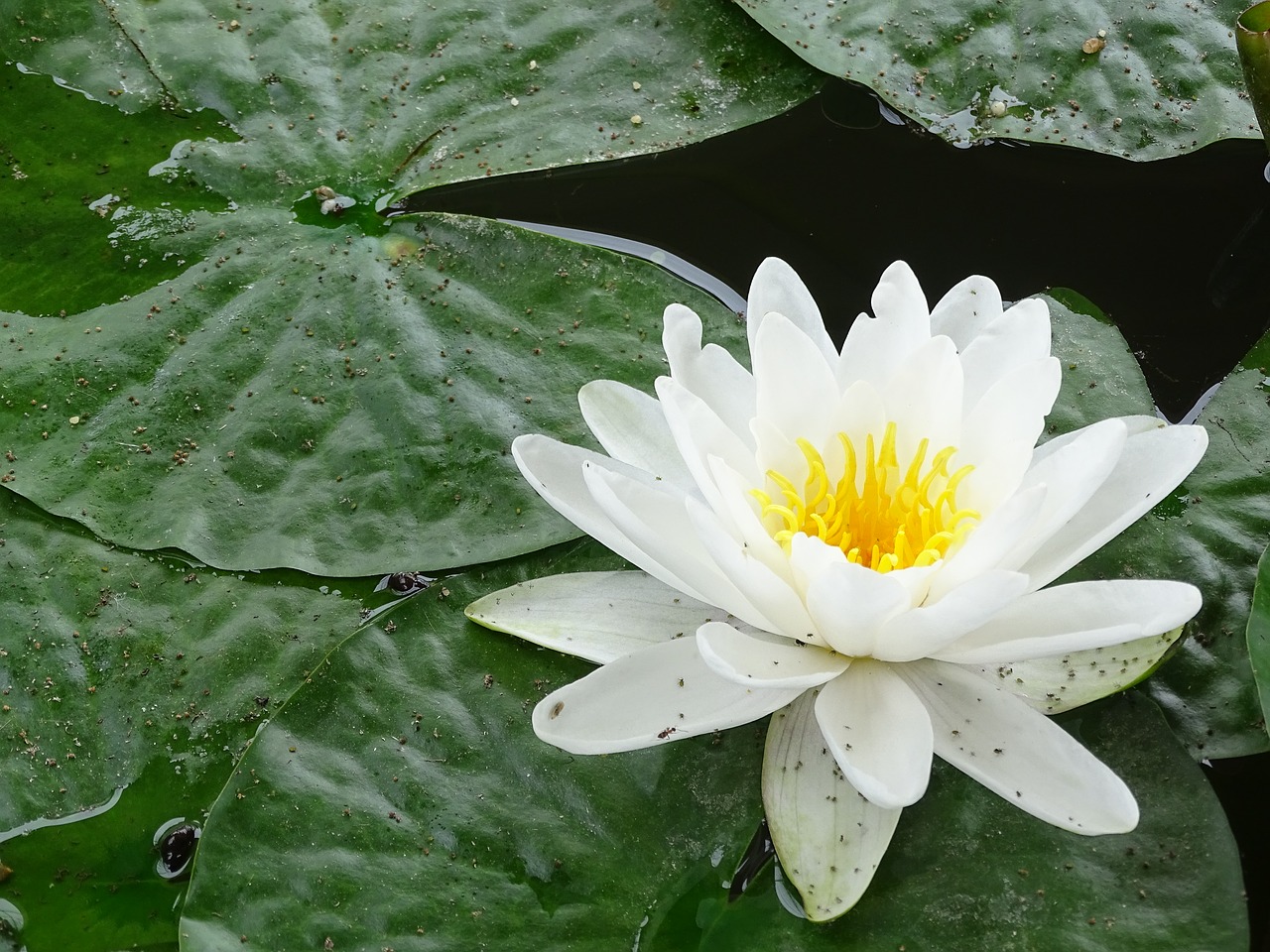 water lily flower mare free photo