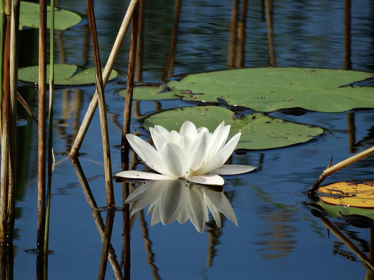 water lily lake pond water free photo