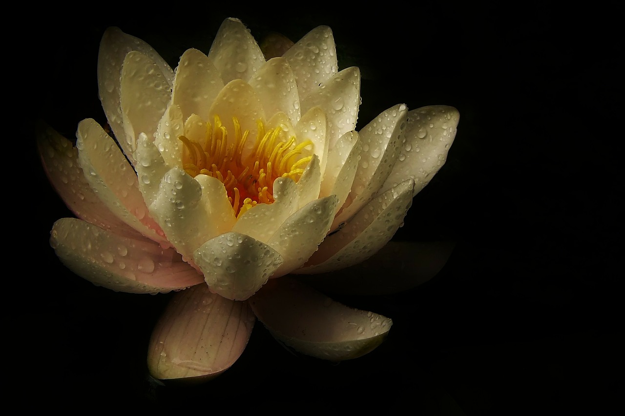 water lily blossom bloom free photo