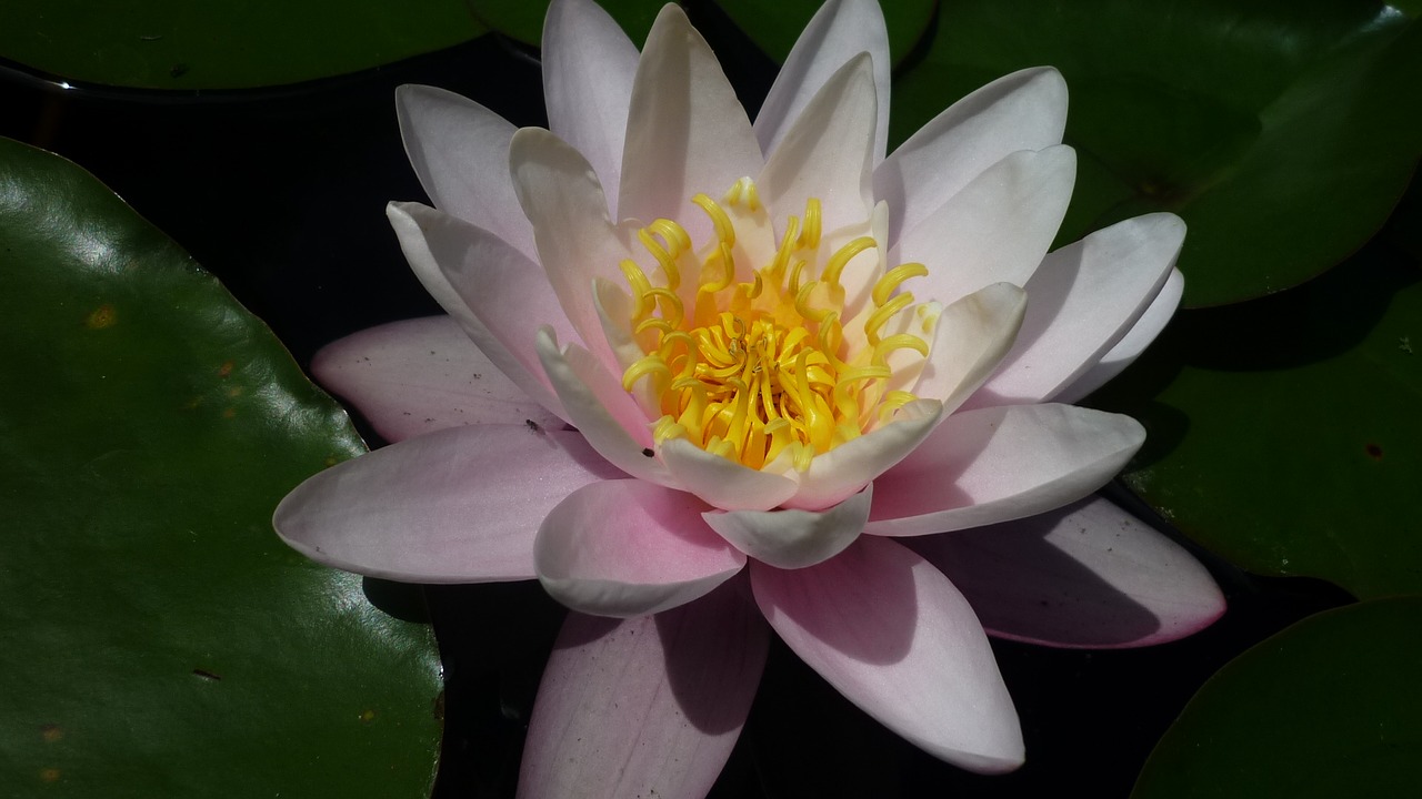 water lily nature bright pink free photo