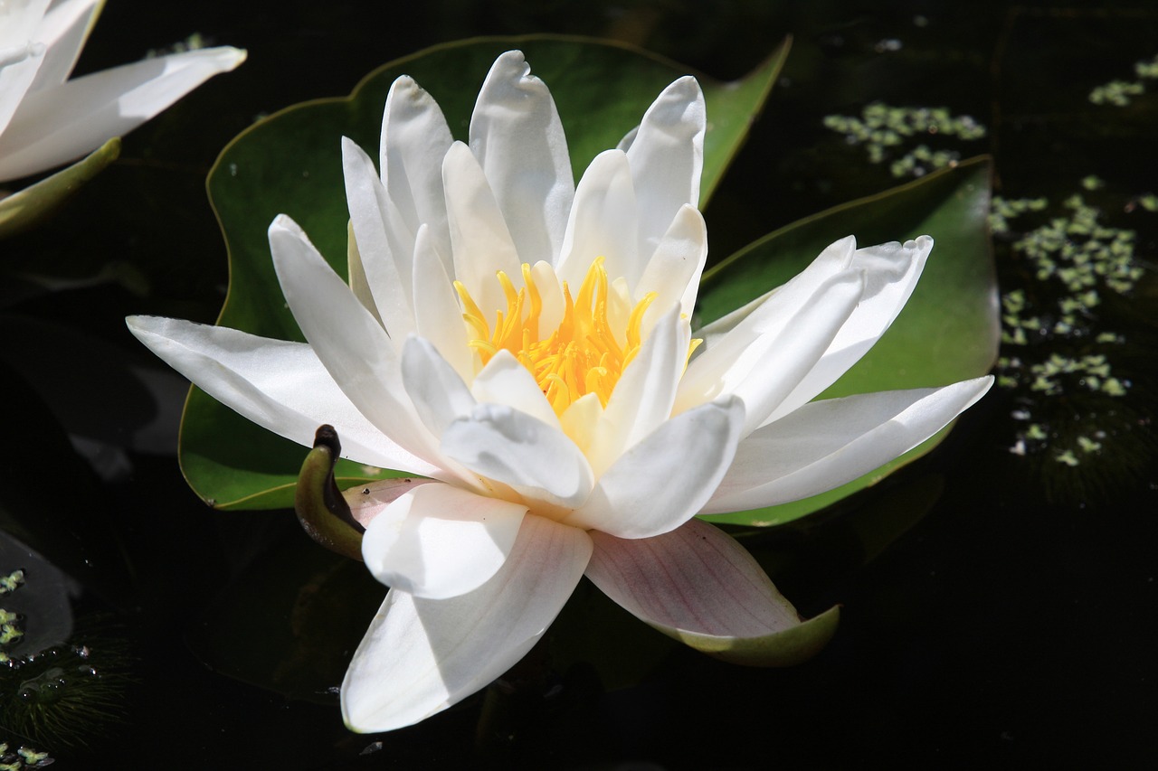 water lily flower pond free photo