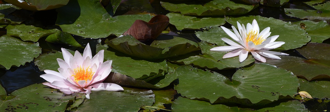 water lily aquatic plant blossom free photo