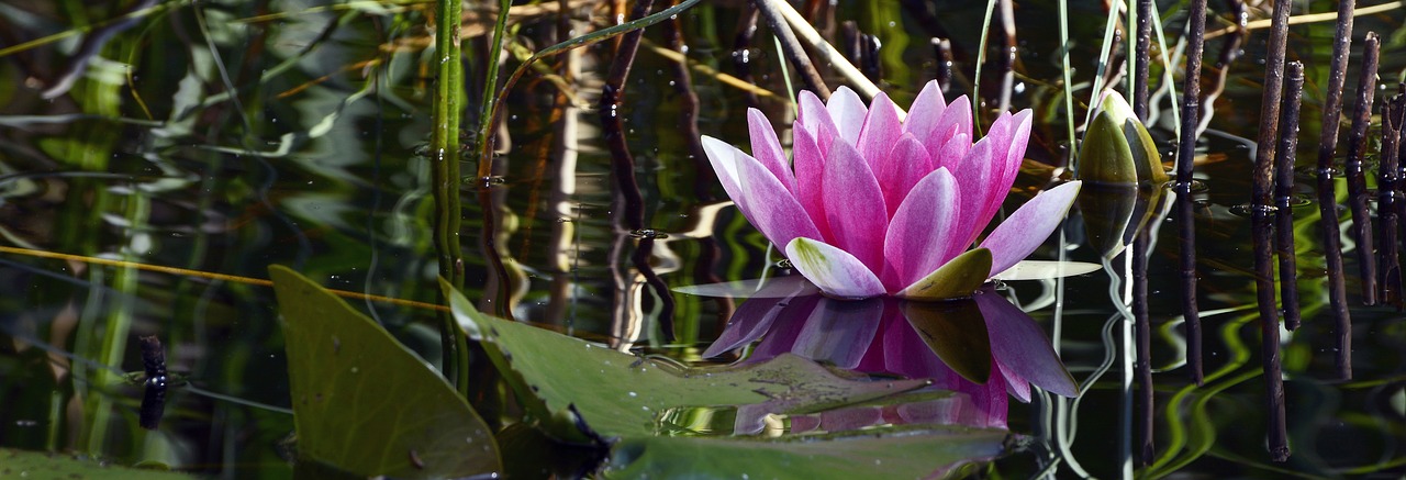 water lily aquatic plant blossom free photo