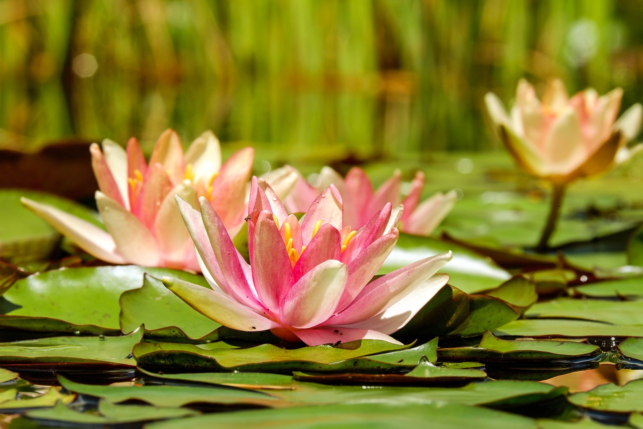 water lily flower blossom free photo