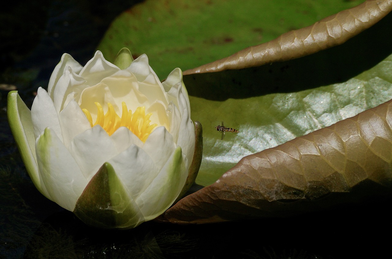 water lily aquatic plant blossom free photo