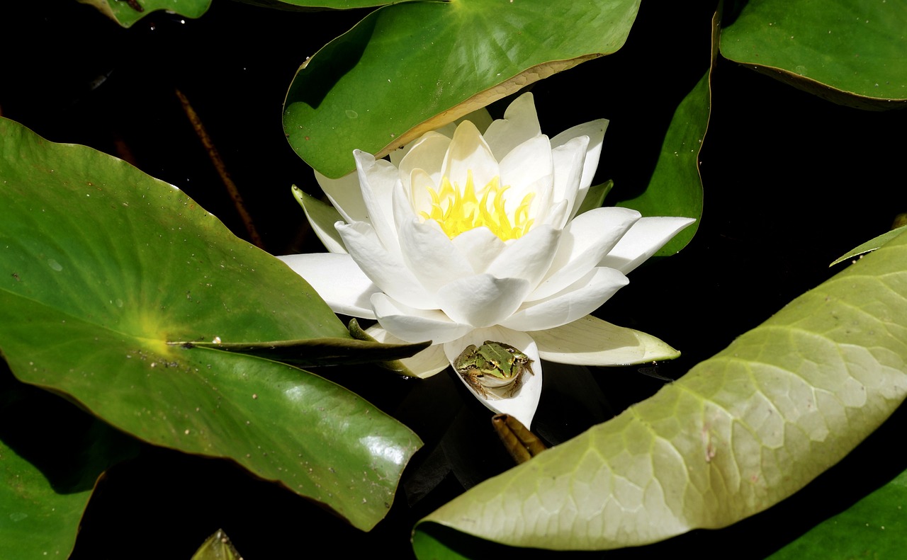 water lily aquatic plant blossom free photo