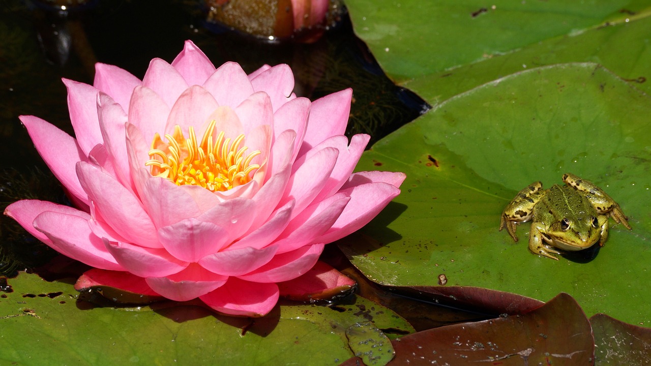 water lily aquatic plant blossom free photo