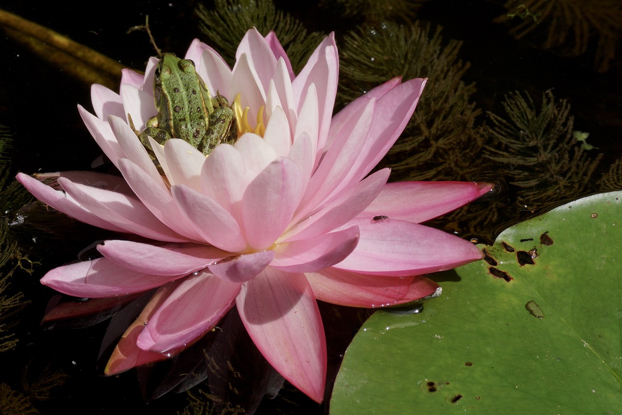 water lily frog pond free photo