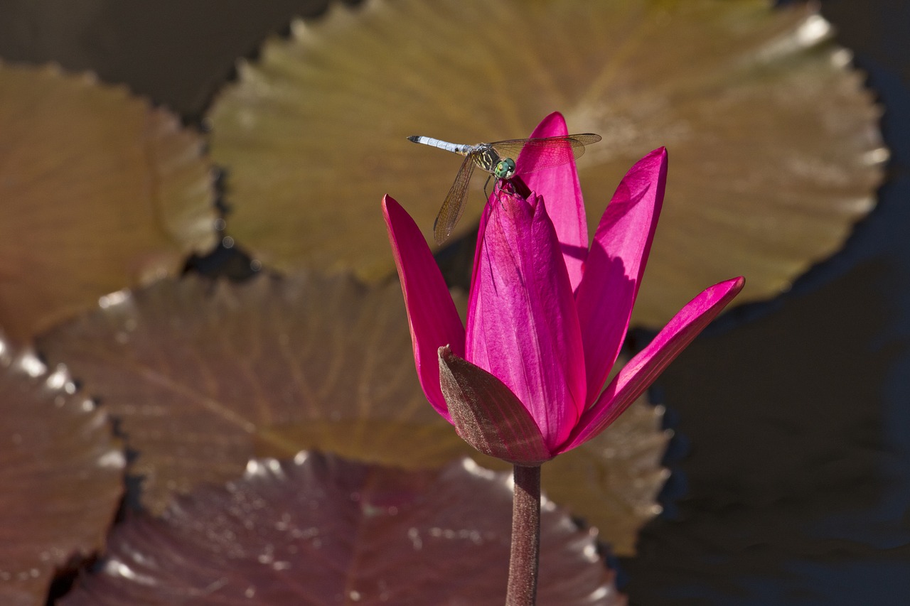 water lily flower pink free photo