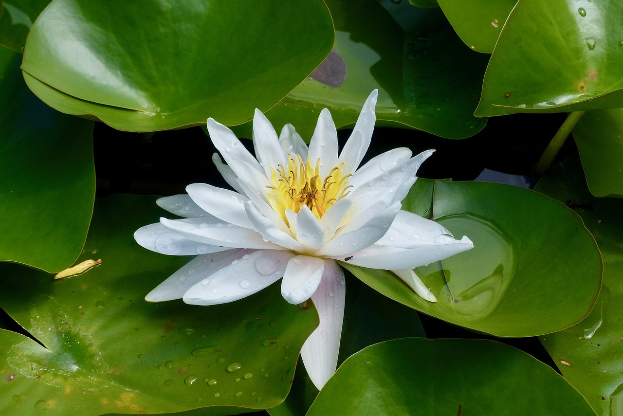 water lily flower nature free photo