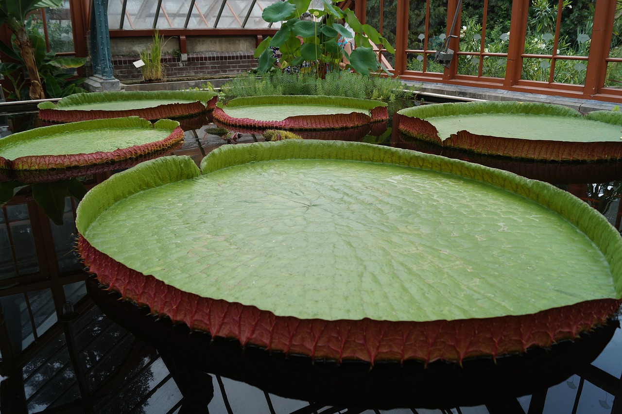 water lily sheet pond free photo