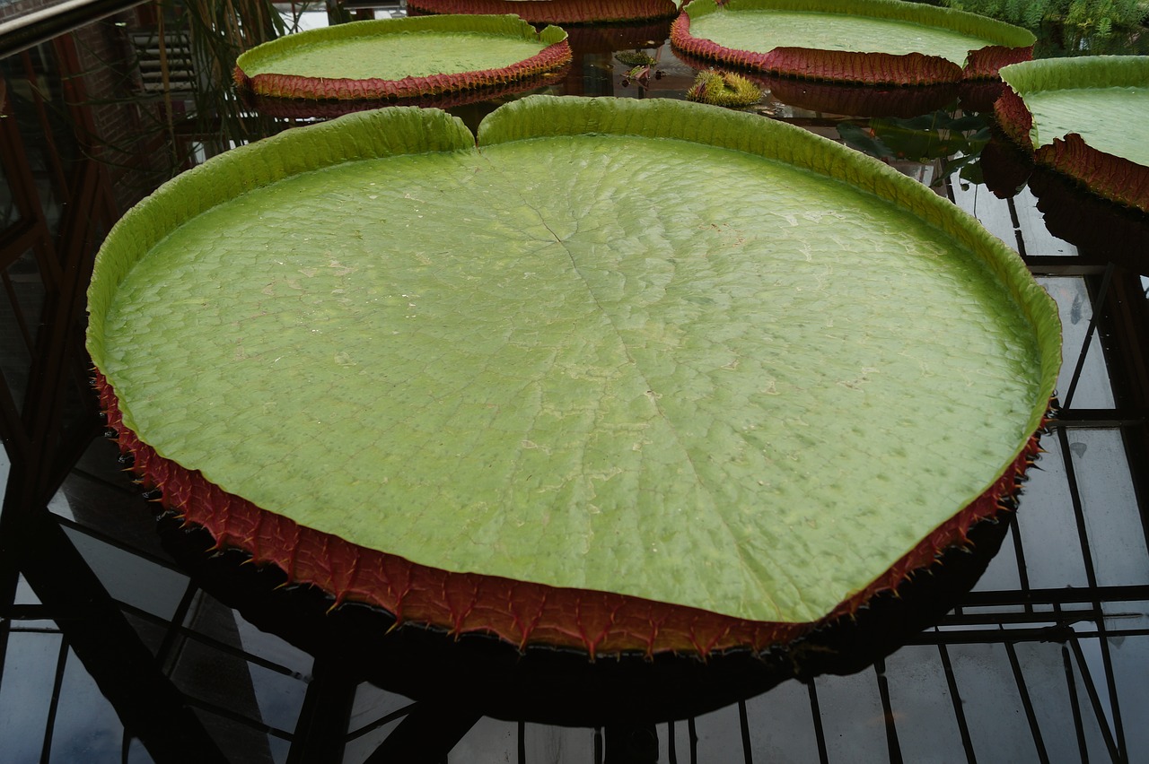 water lily sheet large free photo