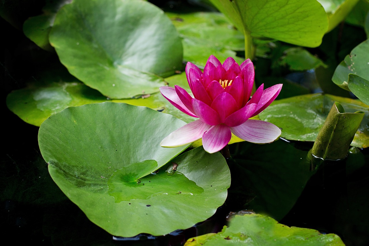 water lily lily pad pond free photo