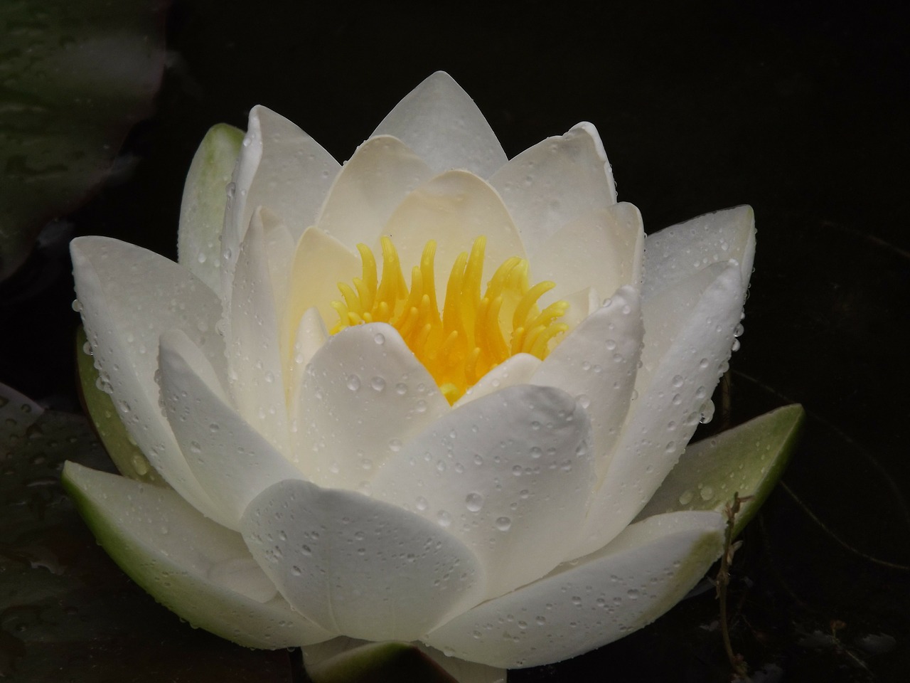 water lily pond aquatic plant free photo