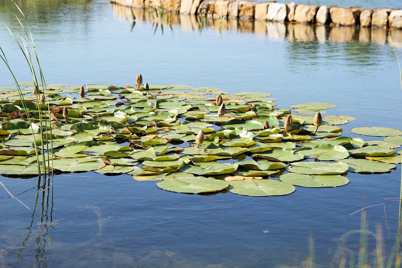 water lily pond blossom free photo