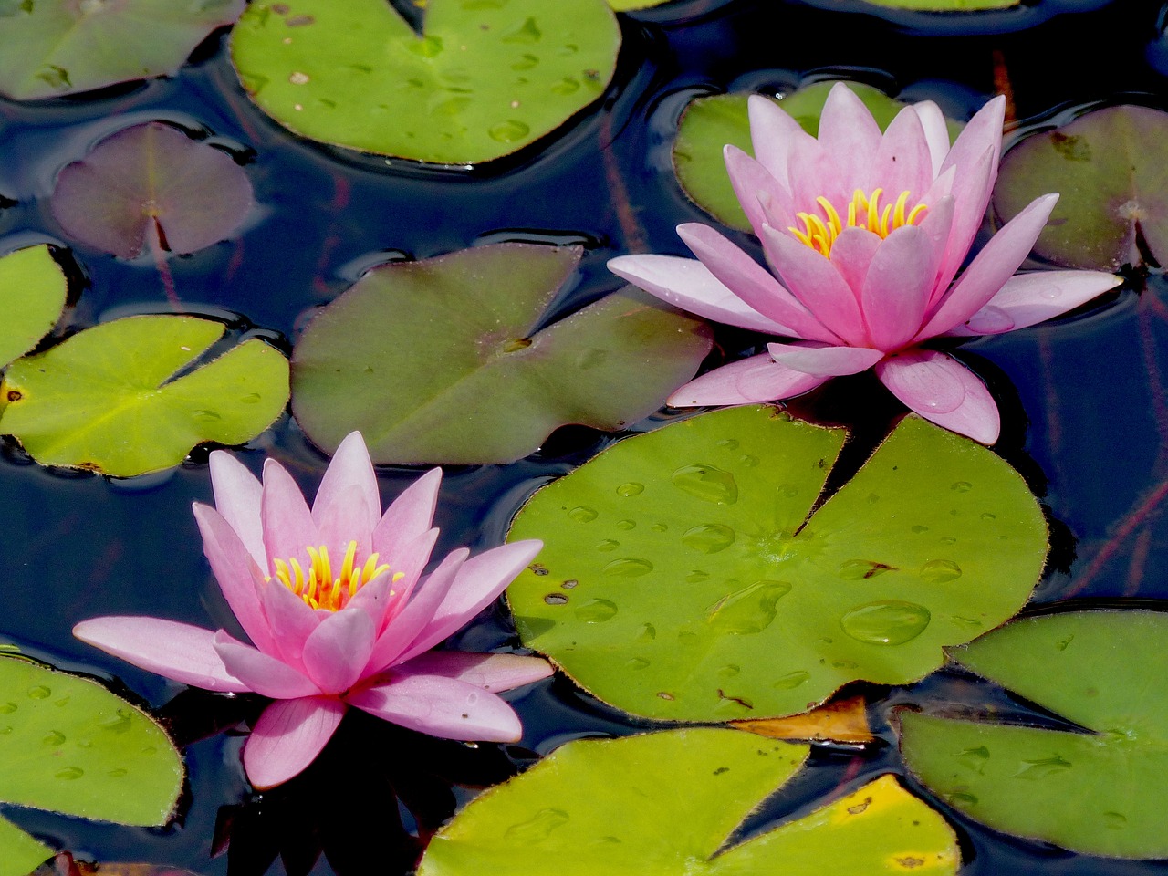 water lily lily lily pad free photo