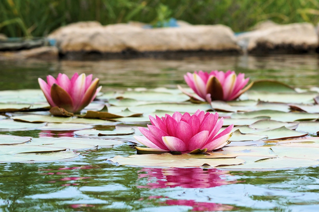 water lily pond blossom free photo