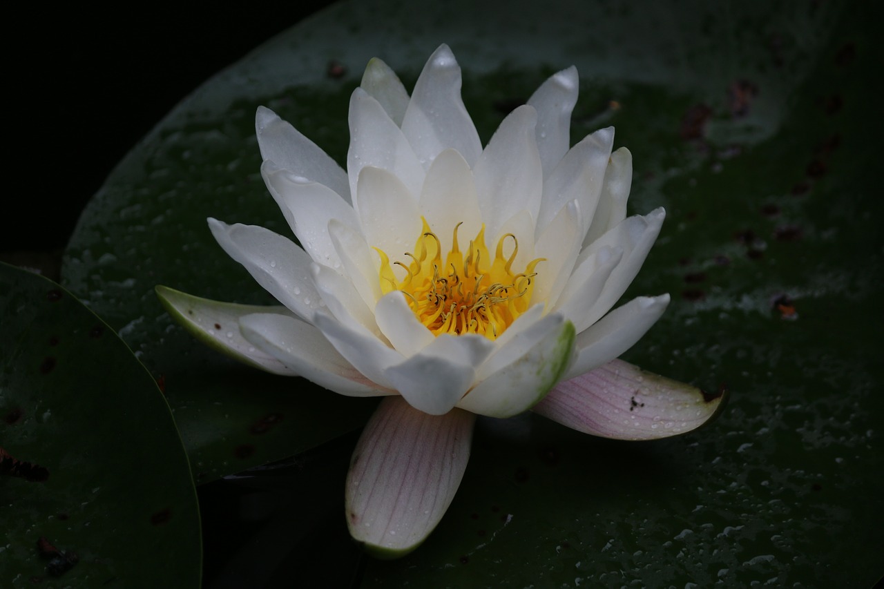 water lily aquatic white water lily free photo