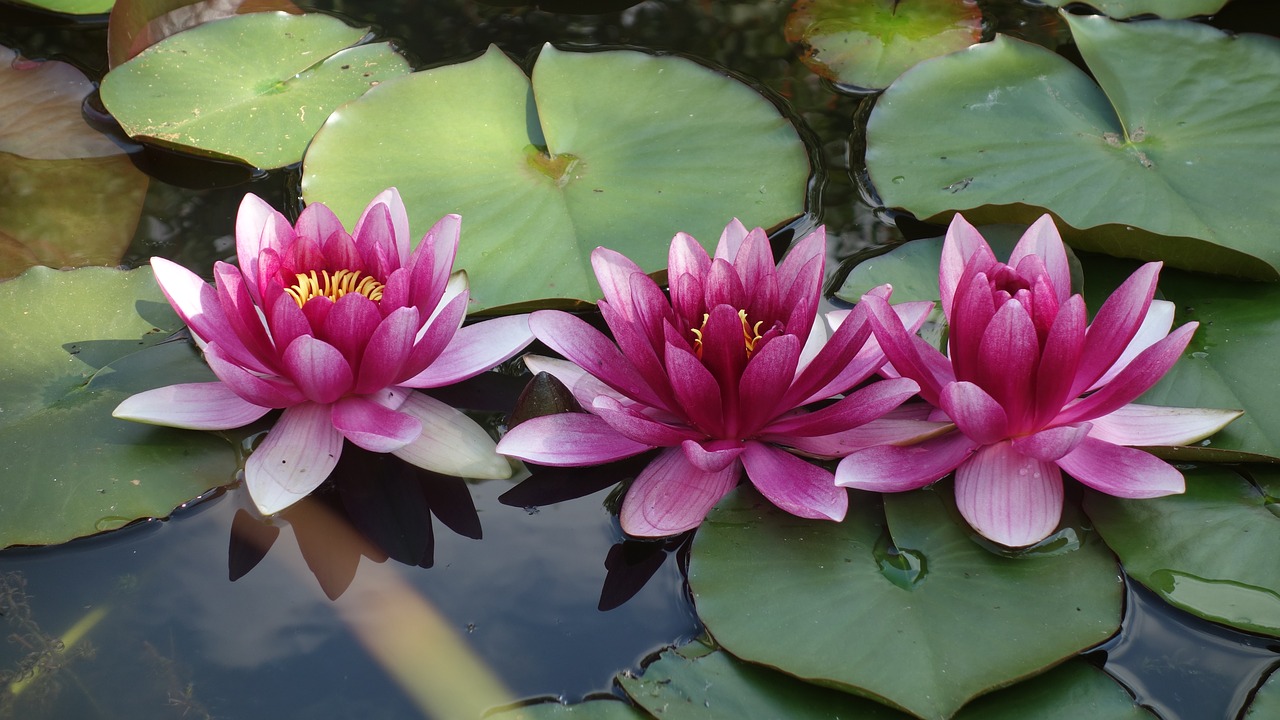 water lily pond nature free photo