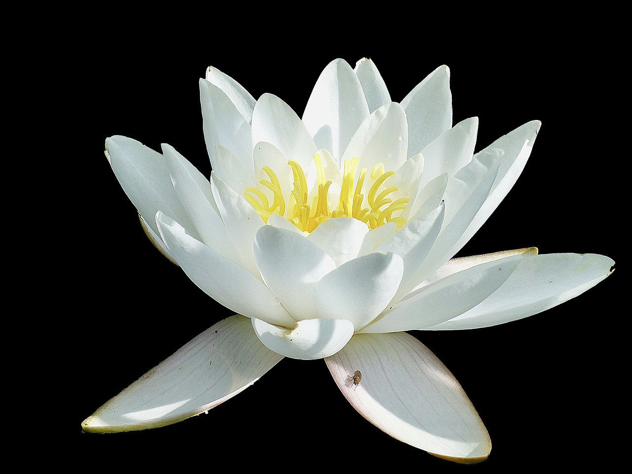 water lily blossom bloom free photo