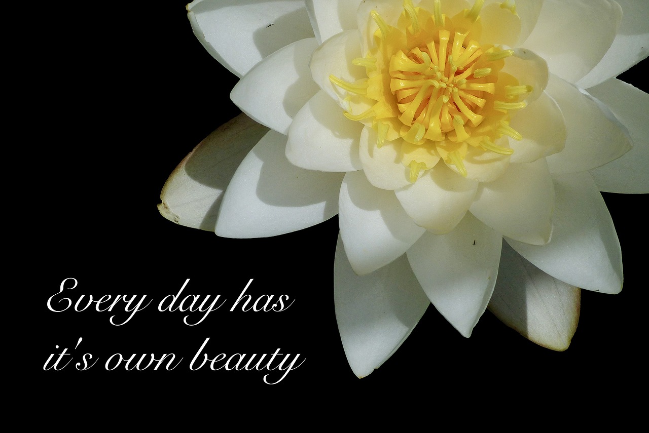 water lily water flower poetry free photo