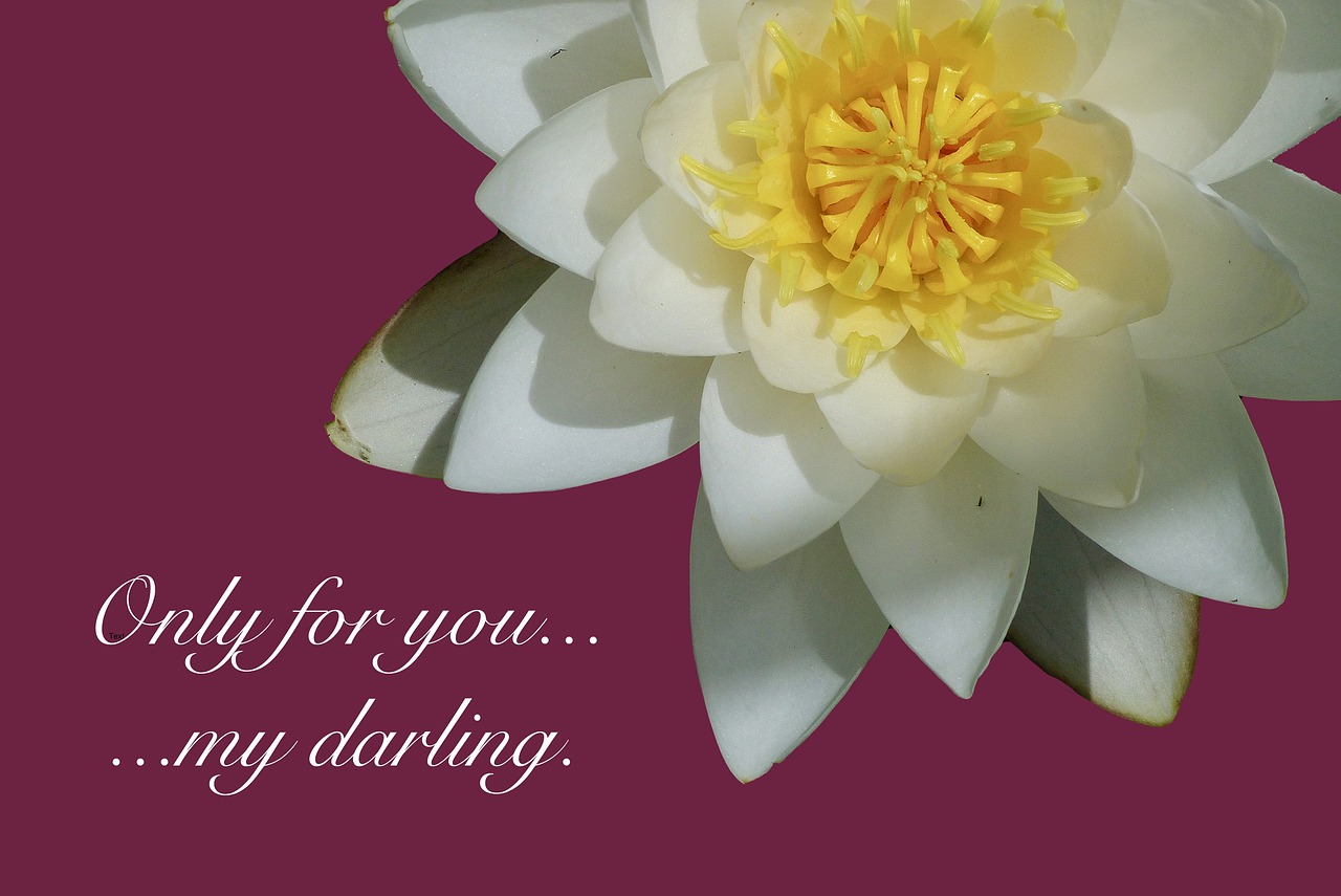 water lily poetry declaration of love free photo