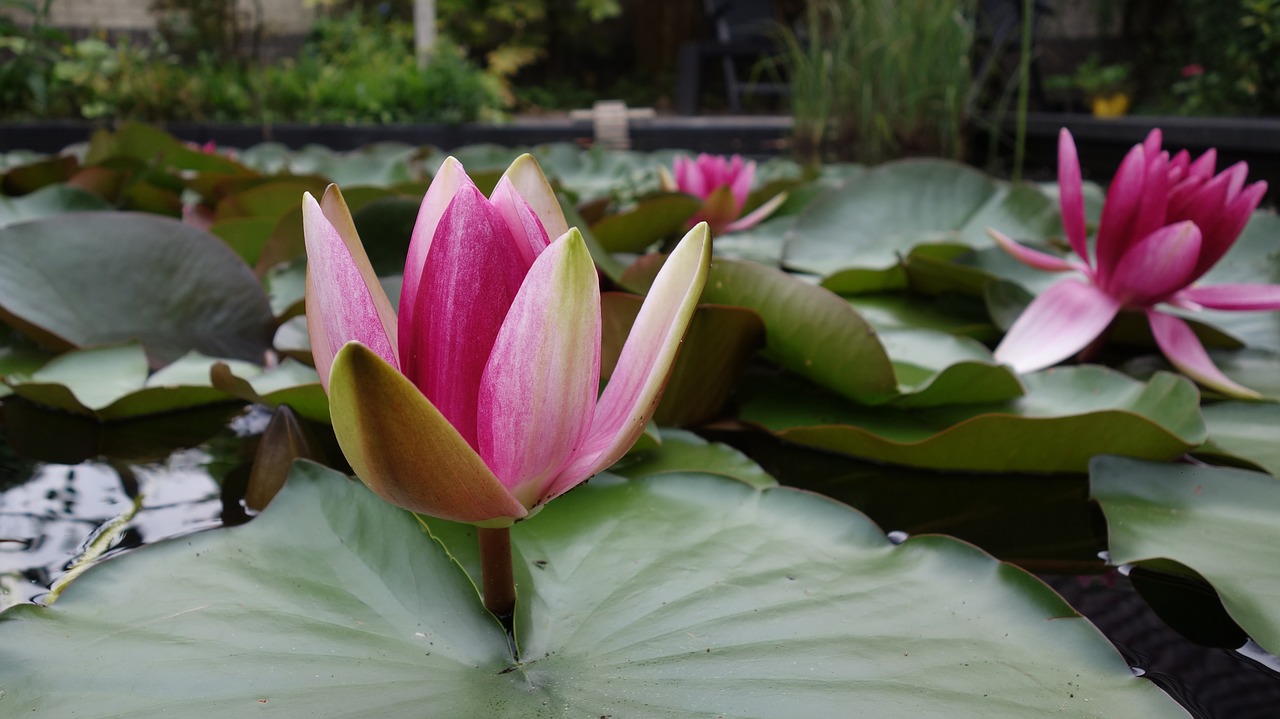 water lily pond bloom free photo