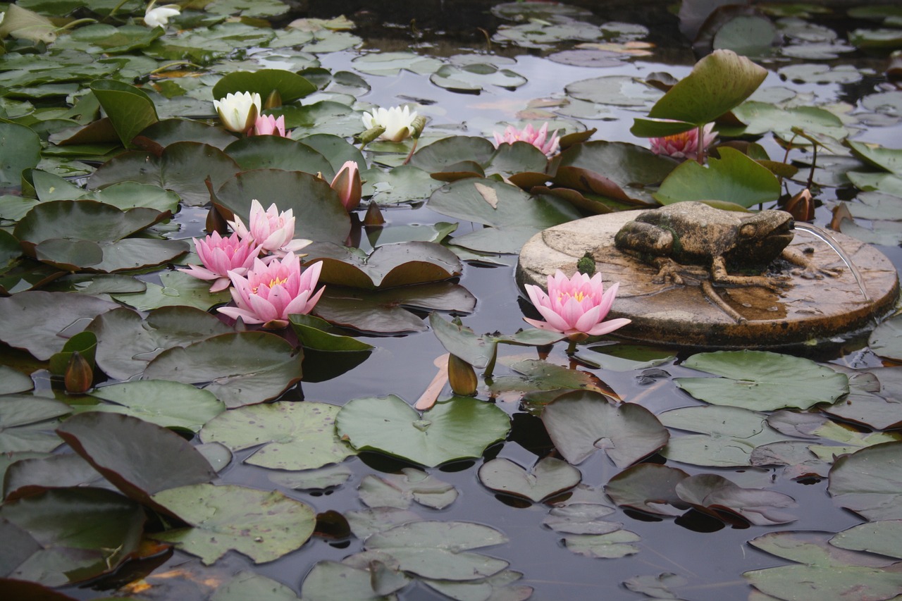 water lily lilies pond free photo