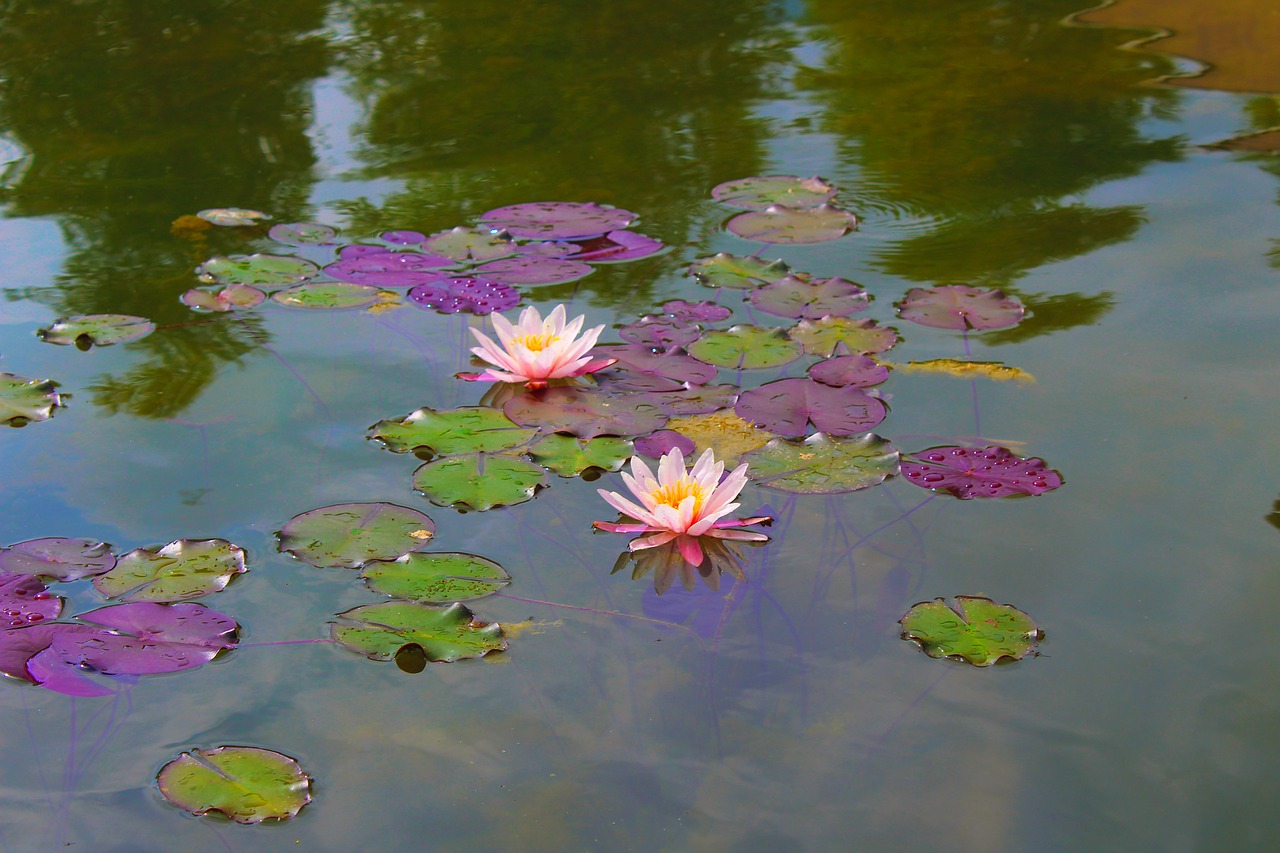 water lily beautiful nature free photo