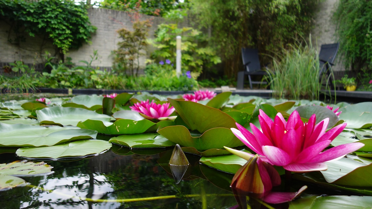 water lily pond pink free photo