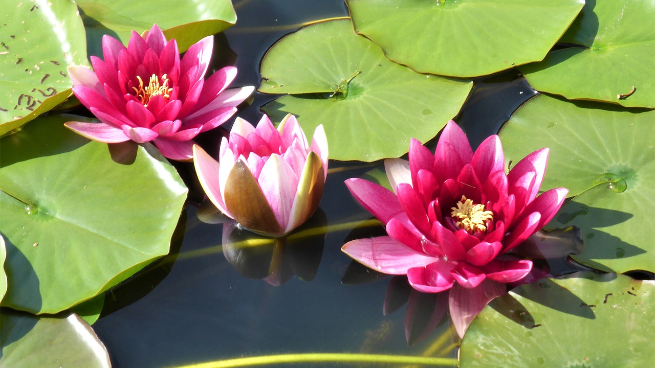 water lily pond pink free photo
