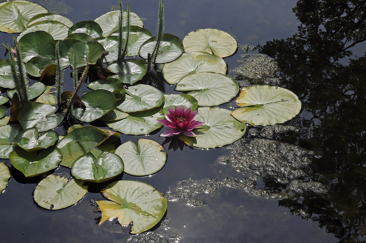 water lily water pond free photo