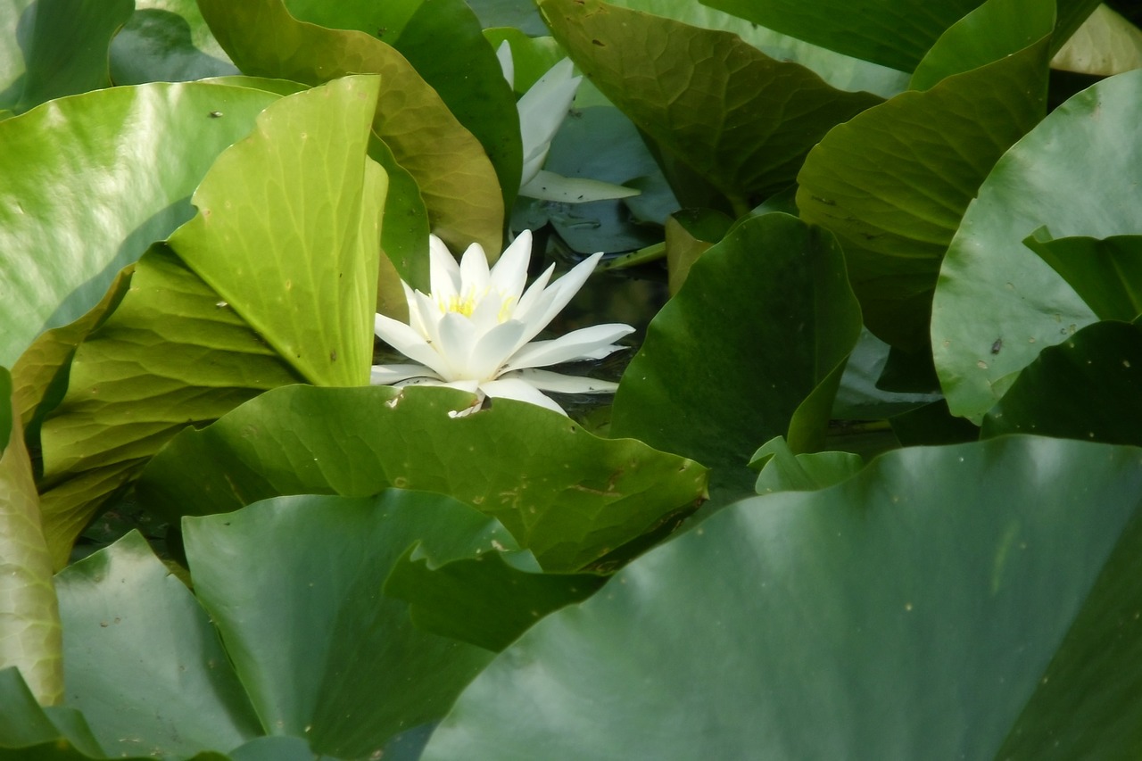 water lily white flower free photo