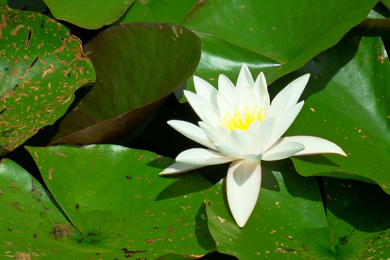water lily white pond free photo