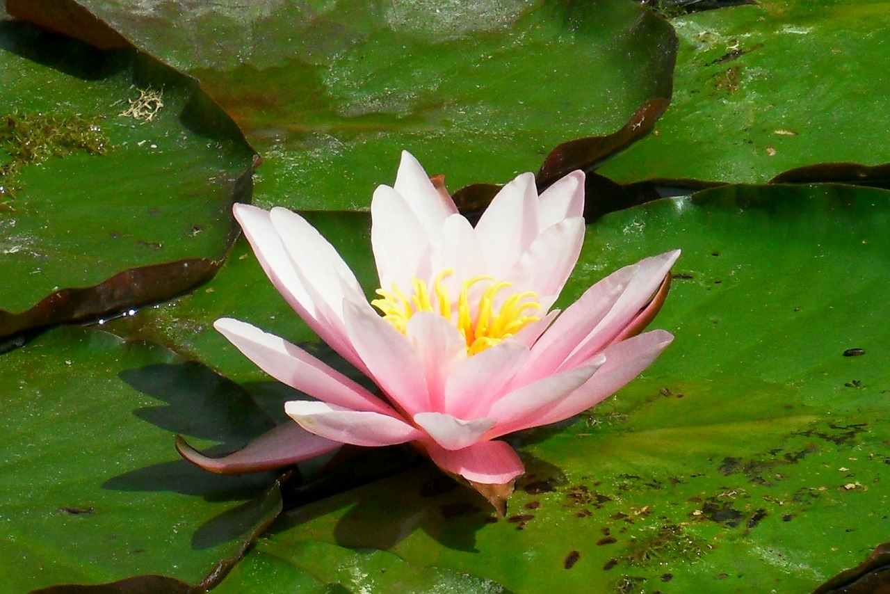 water lily pink lake rosengewächs free photo