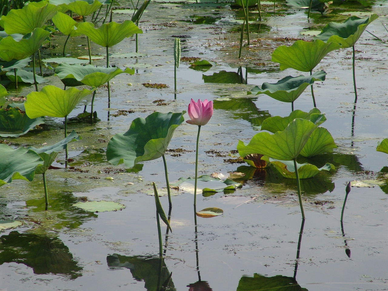 water lily tiresome tropical free photo