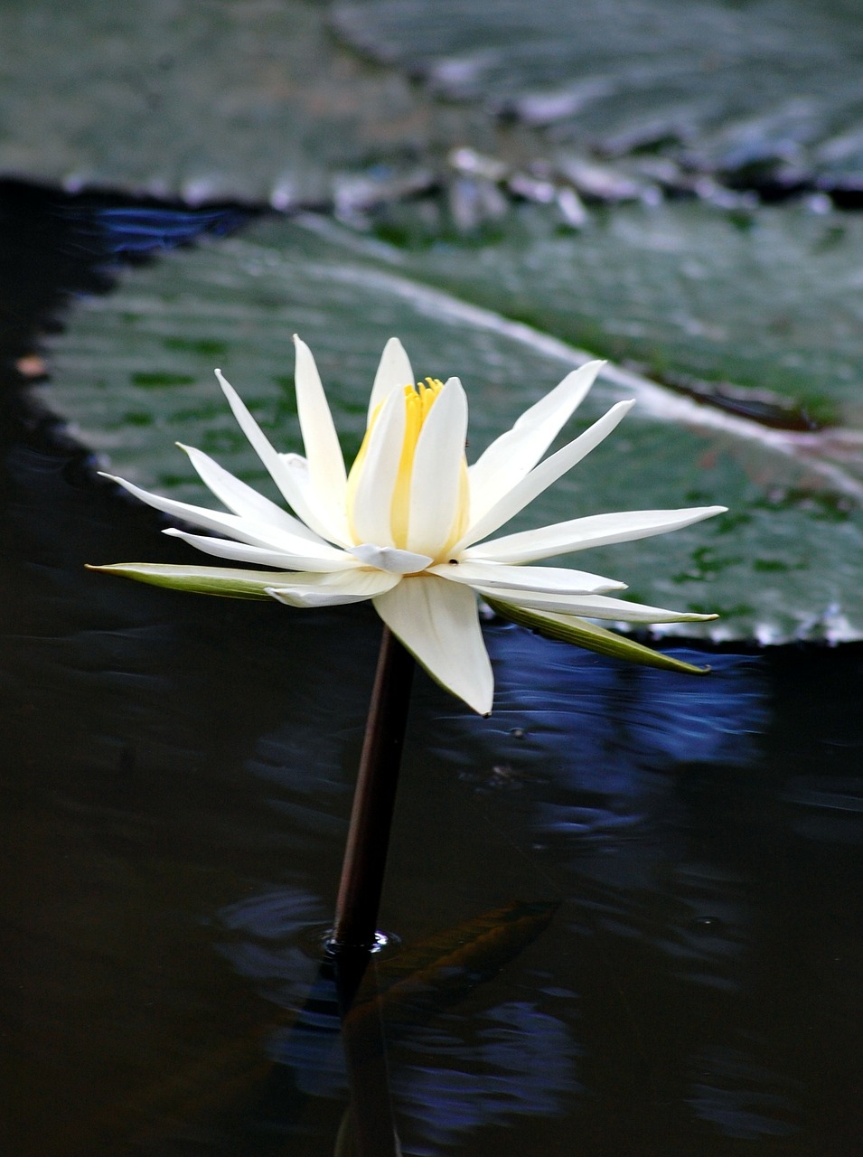 water lily flowers white free photo