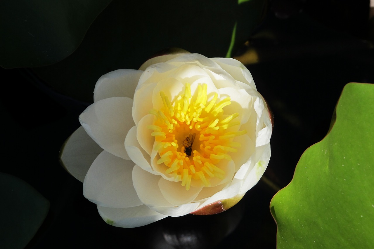 water lily blossom bloom free photo