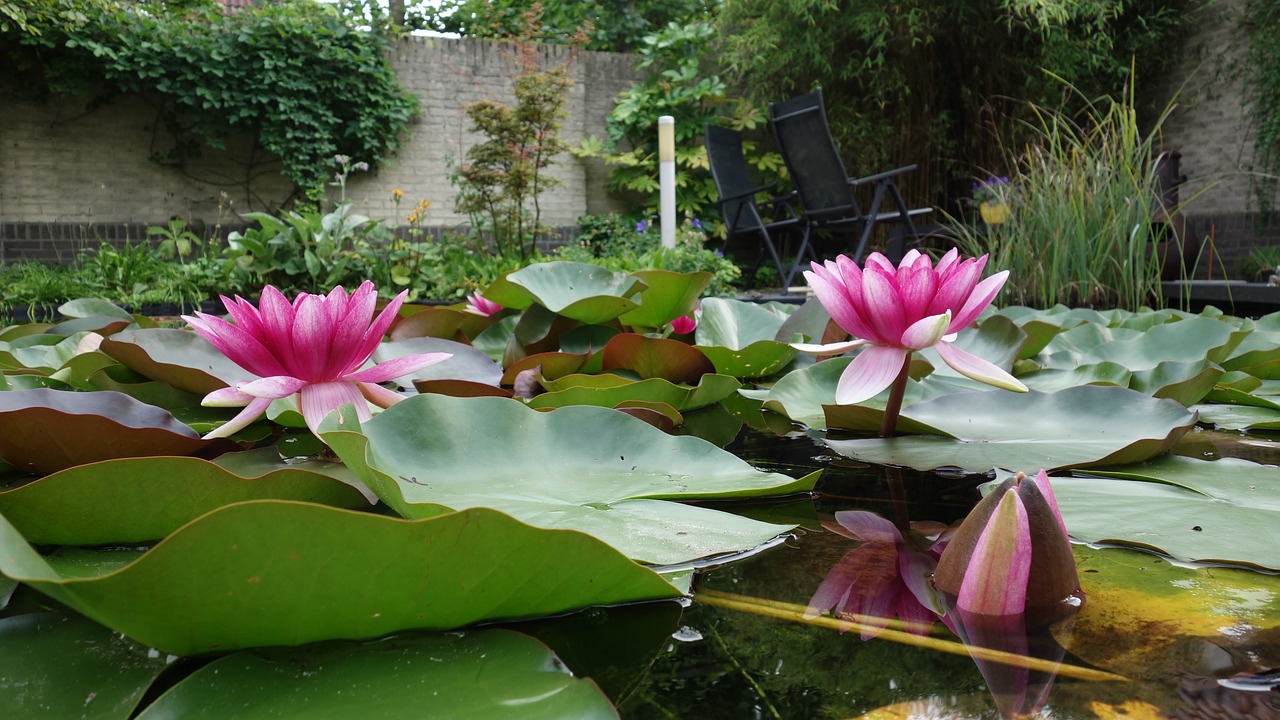 water lily pond water plant free photo